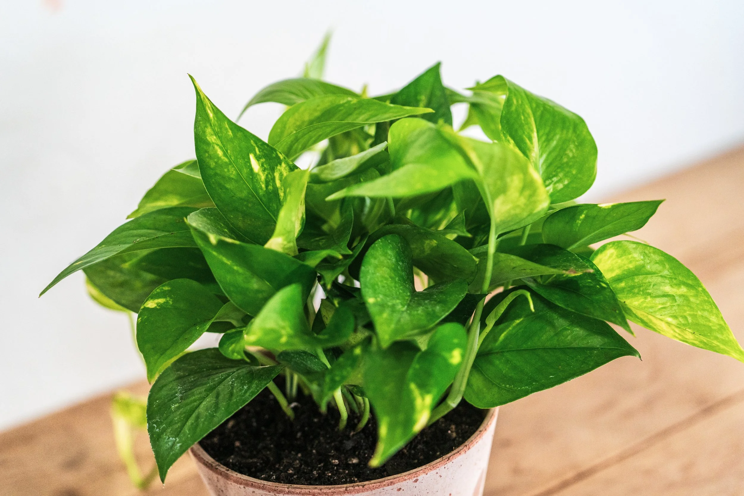 zz plant — Wilson Plant Co
